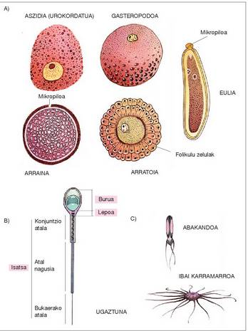 1. Irudia: Zenbait animaliaren gametoak. A) Obulu mota desberdinak. B) Espermatozoide nemaspermo baten atalak. C) Espermatozoide anemaspermoak, oskoldun dekapodoenak.<br><br>